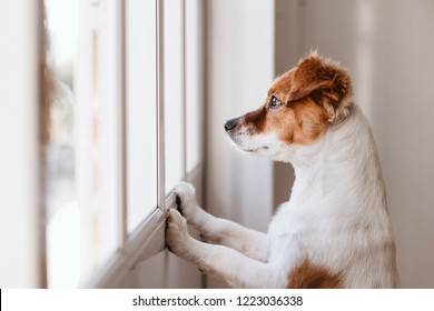 cute small dog standing on two legs and looking away by the window searching or waiting for his owner. Pets indoors - Shutterstock ID 1223036338