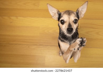 cute small dog stands on its hind legs, waves its paws, asks for food or treats, dances, top view