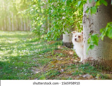 Cute Small Dog Watching Behind The Trees At The Park