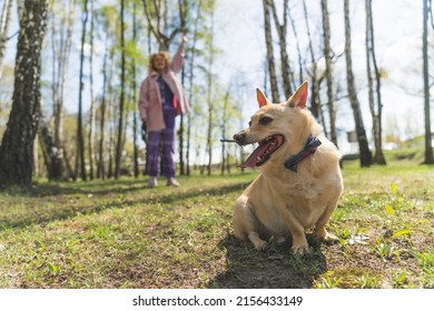 Cute Small Excited Tired Dog With Golden Fur On A Leash Sitting On The Grass In A Park. Young Woman In A Pink Coat Standing In The Background. Focus On The Foreground. High Quality Photo