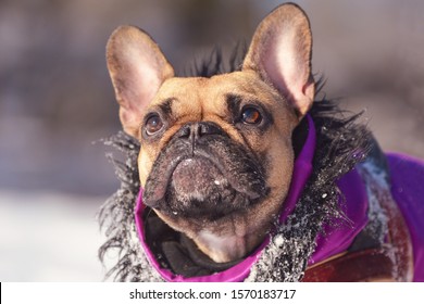 winter coats for english bulldogs