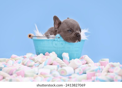 Cute small French Bulldog dog puppy in bucket on blue background with marshmallow sweets