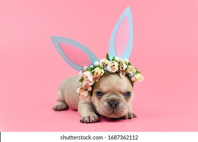 Cute small French Bulldog puppy dressed up as easter bunny with blue paper rabbit ears headband with flowers on pink background