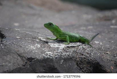 Cute Small Green Iguana Laying In The Sunshine.