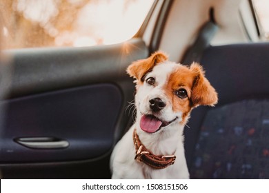 cute small jack russell dog in a car at sunset. Ready to travel. Traveling with pets concept Back light. Dog looking into camera