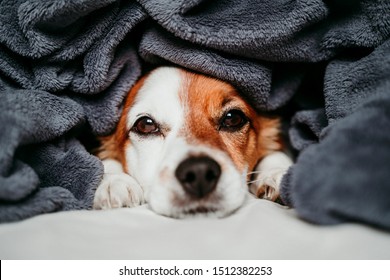 3,089 Dog covering ears Images, Stock Photos & Vectors | Shutterstock