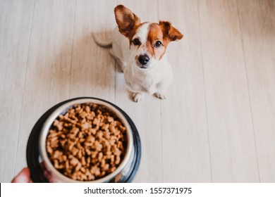 cute small jack russell dog at home waiting to eat his food in a bowl. Pets indoors - Shutterstock ID 1557371975