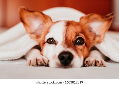 Jack Russell Puppy Images Stock Photos Vectors Shutterstock