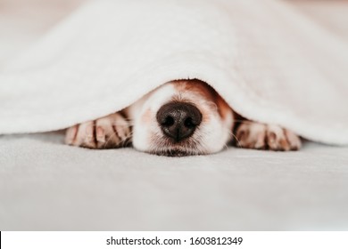 Puppy Covering Eyes Images Stock Photos Vectors Shutterstock