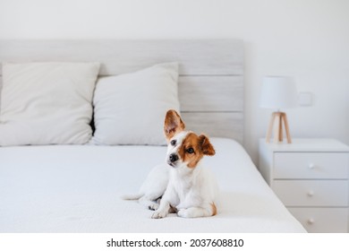 Cute Small Jack Russell Dog Lying On Bed At Home During Daytime. Pets Indoors And Relax