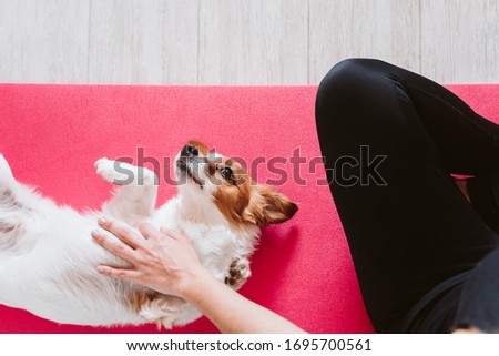 cute small jack russell dog lying on a yoga mat at home with her owner woman. Healthy lifestyle indoors
