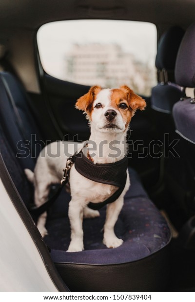 cute\
small jack russell dog in a car wearing a safe harness and seat\
belt. Ready to travel. Traveling with pets\
concept