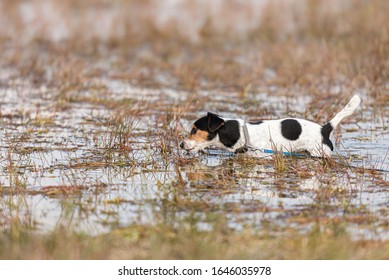 Cute Small Jack Russell Terrier Dog Stands In A Water With A Lot Of Reed