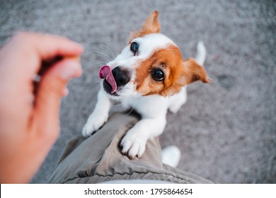 cute small jack russell terrier dog standing on two paws asking for treats to owner. Pets outdoors and lifestyle
