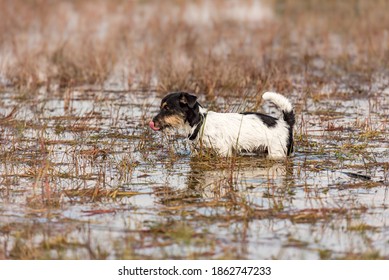 Cute Small Jack Russell Terrier Dog Stands In A Water With A Lot Of Reed