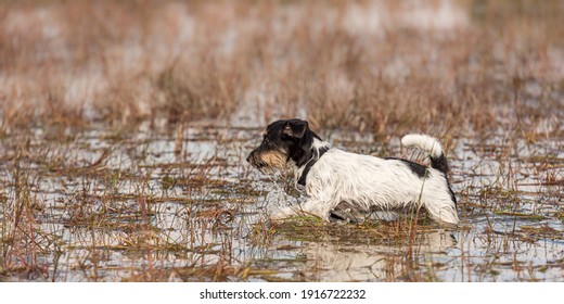 Cute Small Jack Russell Terrier Dog Stands In A Water With A Lot Of Reed