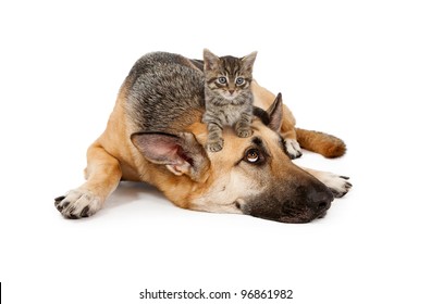 A Cute Small Kitten On The Head Of A Large Patient German Shepherd Dog That Is Laying Down Against A White Backdrop And Looking Up