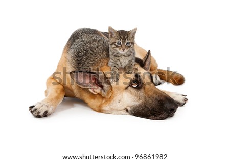 A cute small kitten on the head of a large patient German Shepherd Dog that is laying down against a white backdrop and looking up