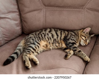 Cute Small Kitten With Tiger Pattern Fur Sleeping On Light Brown Color Suede Couch. Cat Life And Animal Care.