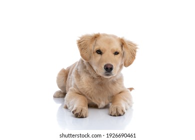 Cute Small Labrador Retriever Dog Laying Down And Posing Isolated On White Background In Studio