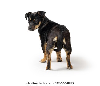 犬 後ろ姿 の写真素材 画像 写真 Shutterstock