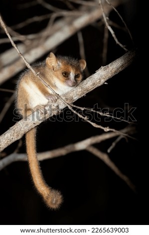 Cute small nocturnal Madame Berthe's mouse lemur (Microcebus berthae). Endangered species of nocturnal lemur hanged on tree trunk in natural habitat. Kirindy Forest. Madagascar wildlife animal.