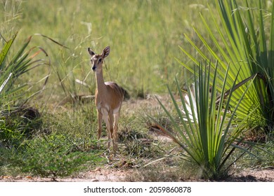 A Cute Small Oribi In Savannah