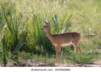 A Cute Small Oribi In Savannah