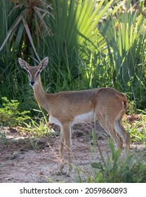 A Cute Small Oribi In Savannah