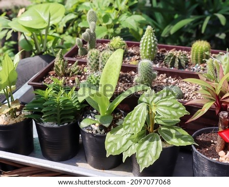 Cute small ornamental plants diverse bred get sunlight morning grows in pots, at home garden blurred cacti background. Planting trees for pastimes in the house. select and soft focus