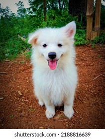 A Cute Small Pappy. Indian Spitz Dog.