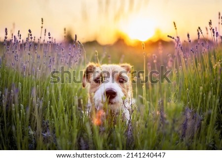 Cute small pet dog puppy looking in lavender flower herb field in summer at sunrise