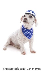 Cute small pet dog wearing a helmet and bandana, sitting against white background.