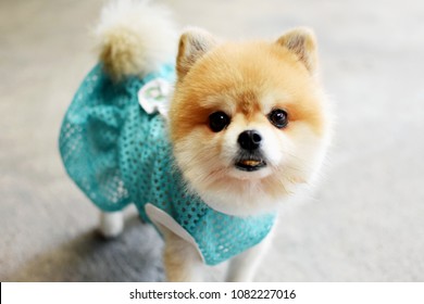 Cute Small Pomeranian Dog Wear Blue Stock Photo Edit Now
