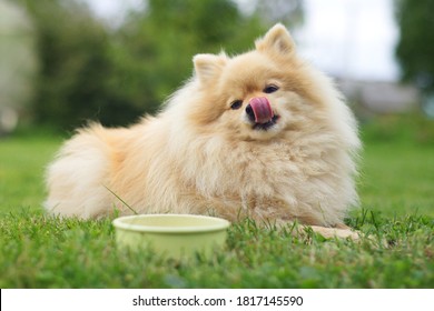 Cute Small Pomeranian Spitz Dog Is Laying On The Grass, Licking Lips With Tongue Out After Yummy Meal, Dry Food From A Bowl