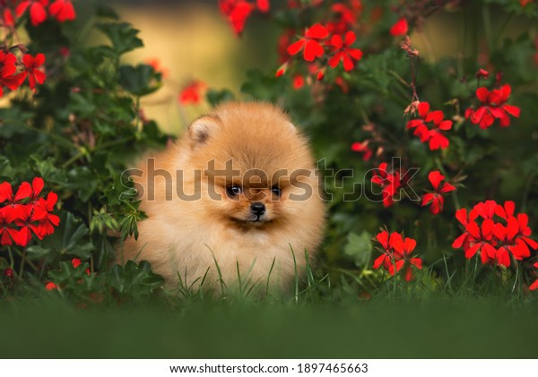 cute small pomeranian spitz puppy posing with red\
flowers in summer
