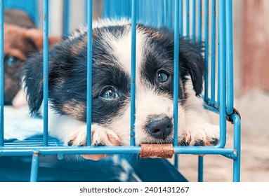 Cute small puppy in cages waiting to be adopted. small white puppies in cages waiting to be adopted - Powered by Shutterstock