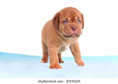Newborn Puppy Dogue De Bordeaux Sitting Stock Photo Edit Now