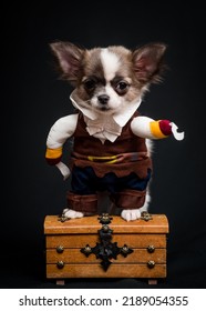 A Cute Small Puppy In An Outfit Stands On A Wooden Chest. The Breed Of The Dog Is The Chihuahua