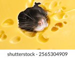 Cute small rat looking out of hole in cheese, closeup