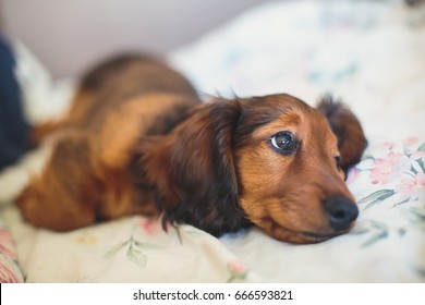 "dachshund_standard_long-haired_red" Images, Stock Photos & Vectors