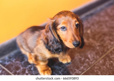 Longhair Dachshund Puppy Bilder Stockfotos Vektorgrafiken