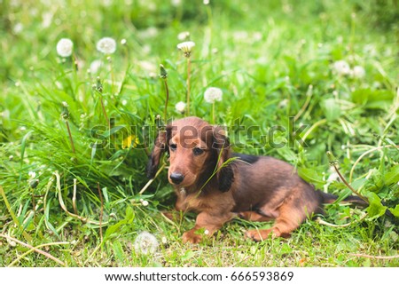 Cute Small Red Longhaired Dachshund Puppy Stock Photo Edit