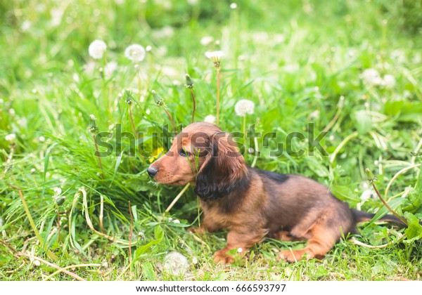 Cute Small Red Longhaired Dachshund Puppy Stock Photo Edit Now