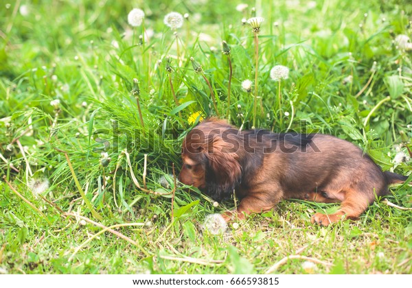 Cute Small Red Longhaired Dachshund Puppy Stock Photo Edit