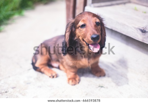 Cute Small Red Longhaired Dachshund Puppy Stock Photo Edit Now