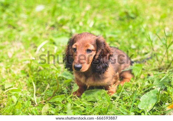 Cute Small Red Longhaired Dachshund Puppy Royalty Free