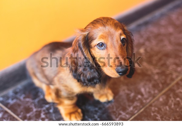 Cute Small Red Longhaired Dachshund Puppy Stock Photo Edit Now