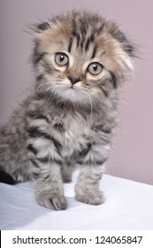 Cute Small Scottish Fold Kitten