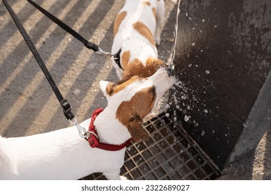 Cute small Two dogs Jack Russell terriers drinking water from street tap drinking fountain. top view. Summer thirst. funny pets big city life